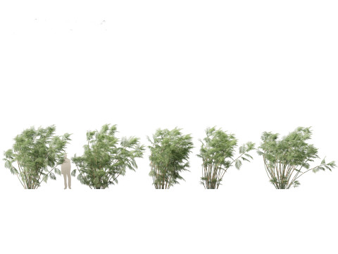 Chamaedorea seifrizii - Bamboo palm 07 3D Model