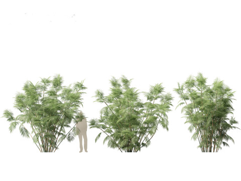 Chamaedorea seifrizii - Bamboo palm 07 Model 3D
