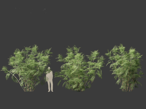 Chamaedorea seifrizii - Bamboo palm 07 Model 3D