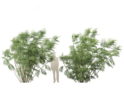 Chamaedorea seifrizii - Bamboepalm 07 3D Model