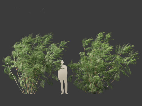 Chamaedorea seifrizii - Bamboo palm 07 Model 3D