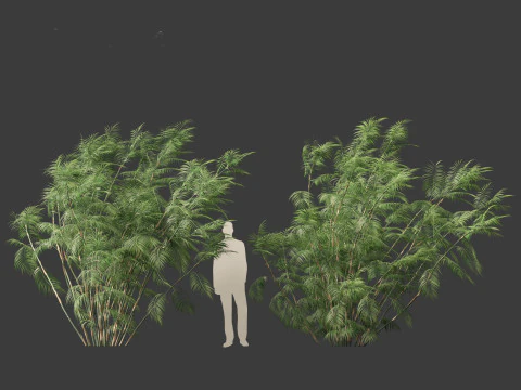 Chamaedorea seifrizii - Bamboepalm 07 3D Model
