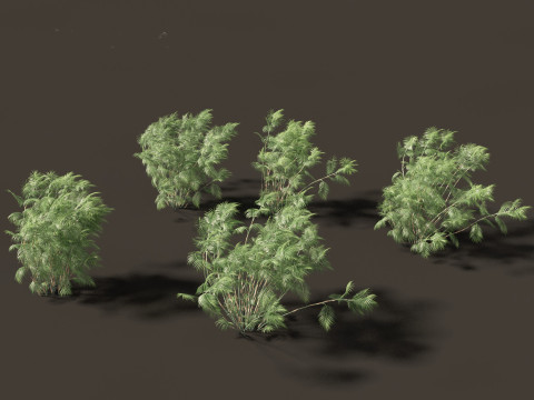 Chamaedorea seifrizii - Bamboo palm 07 Model 3D