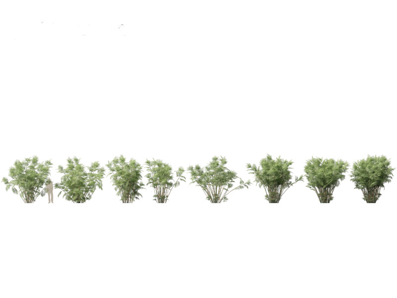 Chamaedorea seifrizii - Bamboo palm 06 3D-Modell .c4d .max .obj .3ds .fbx .stl .blend 