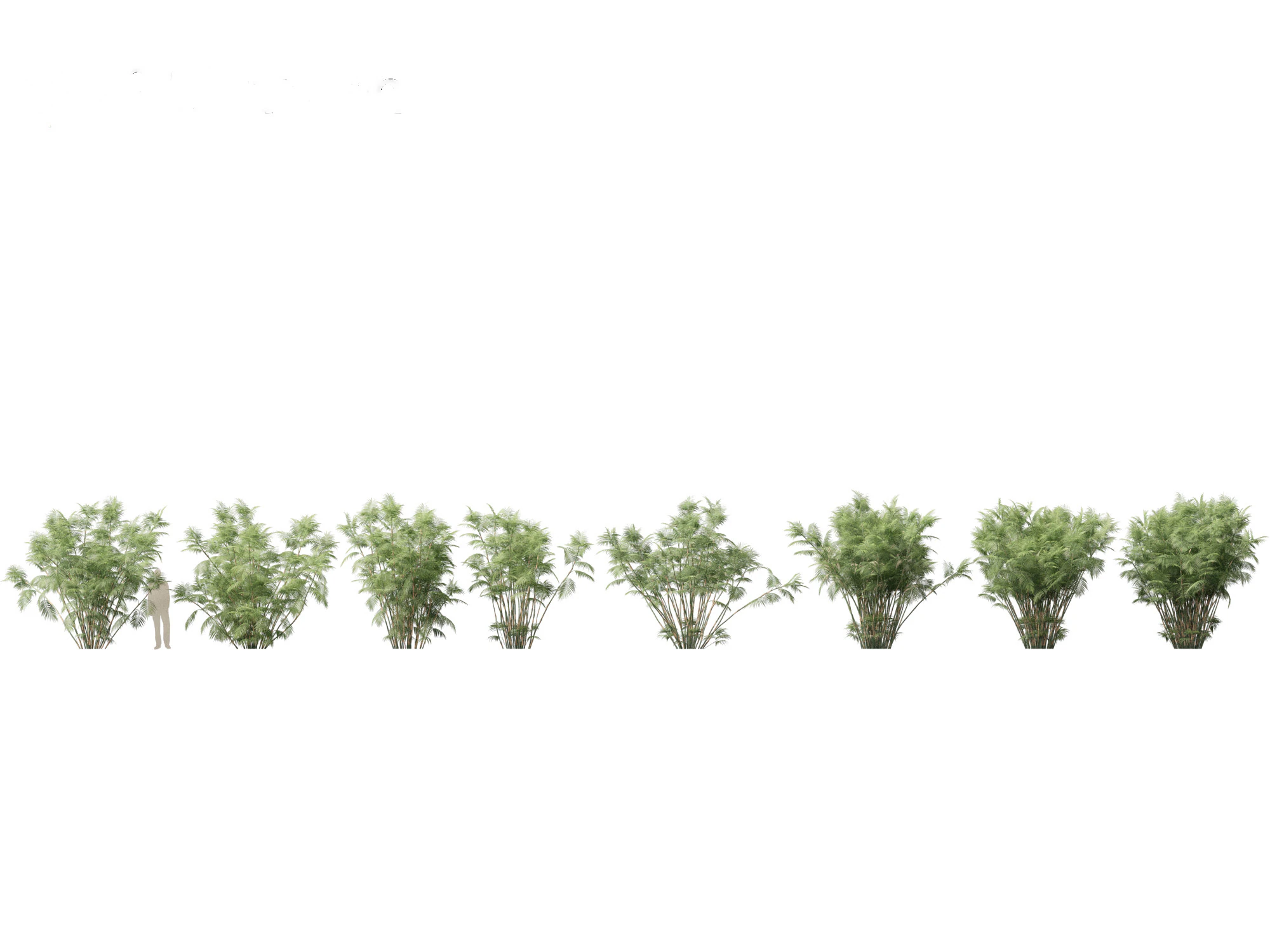 Chamaedorea seifrizii - Palmeira de bambu 06 Modelo 3D .c4d .max .obj .3ds .fbx .stl .blend 