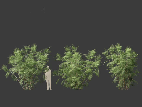 Chamaedorea seifrizii - Palmeira de bambu 06 Modelo 3D