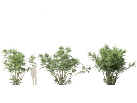 Chamaedorea seifrizii - Palmeira de bambu 06 Modelo 3D