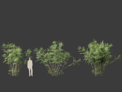 Chamaedorea seifrizii - Bamboo palm 06 3D-Modell