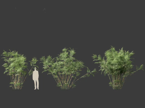 Chamaedorea seifrizii - Palmeira de bambu 06 Modelo 3D