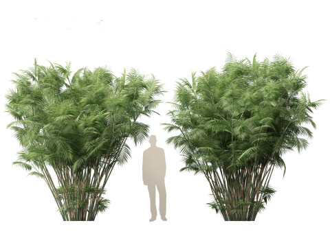 Chamaedorea seifrizii - Bamboo palm 06 3D-Modell