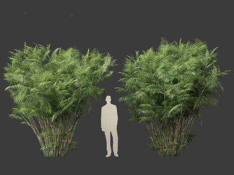 Chamaedorea seifrizii - Bamboo palm 06 3D-Modell