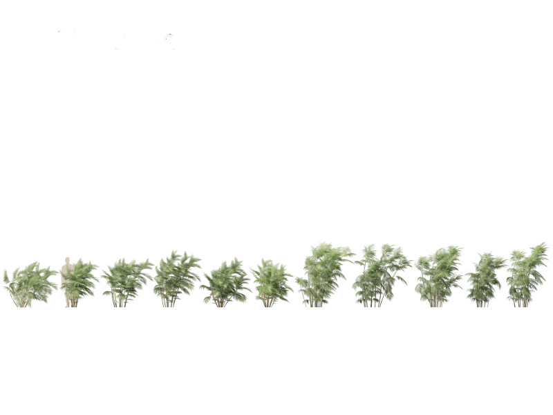 Chamaedorea seifrizii - Bamboo palm 05 Model 3D .c4d .max .obj .3ds .fbx .stl .blend 