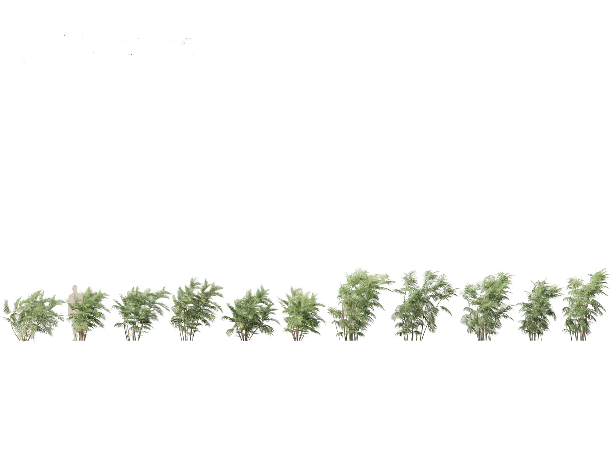 Chamaedorea seifrizii - Bamboo palm 05 3D Model .c4d .max .obj .3ds .fbx .stl .blend 