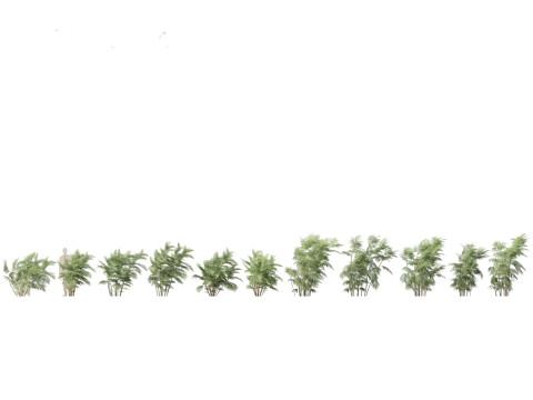Chamaedorea seifrizii - Bamboo palm 05 3D Model