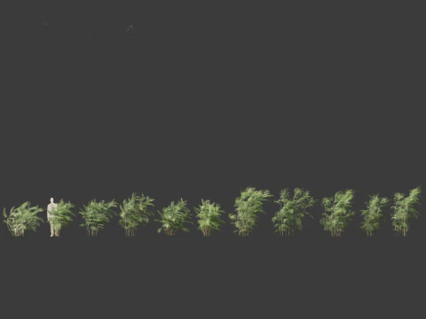 Chamaedorea seifrizii - Bamboo palm 05 3D Model