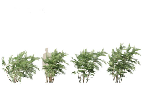 Chamaedorea seifrizii - Bamboo palm 05 3D Model