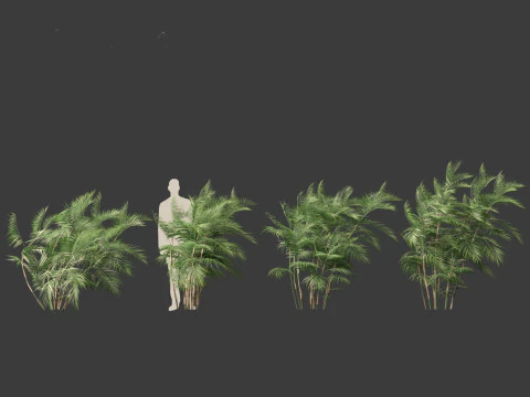 Chamaedorea seifrizii - Bamboo palm 05 3D Model