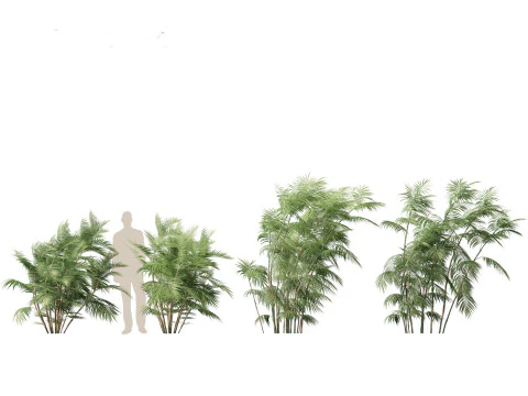 Chamaedorea seifrizii - Bamboo palm 05 3D Model