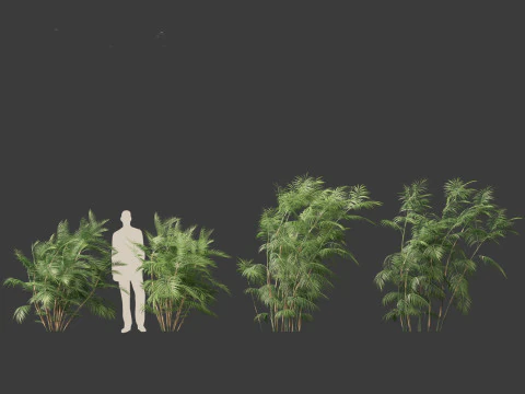 Chamaedorea seifrizii - Bamboo palm 05 3D Model