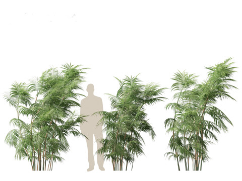 Chamaedorea seifrizii - Bamboo palm 05 Model 3D