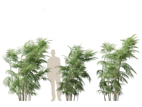 Chamaedorea seifrizii - Bamboo palm 05 3D Model