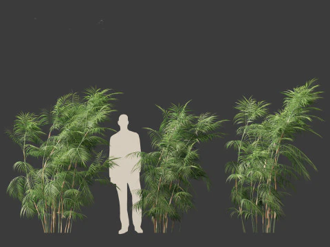 Chamaedorea seifrizii - Bamboo palm 05 3D Model