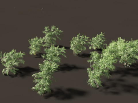 Chamaedorea seifrizii - Bamboo palm 05 Model 3D