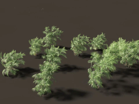 Chamaedorea seifrizii - Bamboo palm 05 3D Model