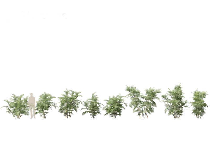 Chamaedorea seifrizii - Bamboo palm 04 3D Модель .c4d .max .obj .3ds .fbx .stl .blend 