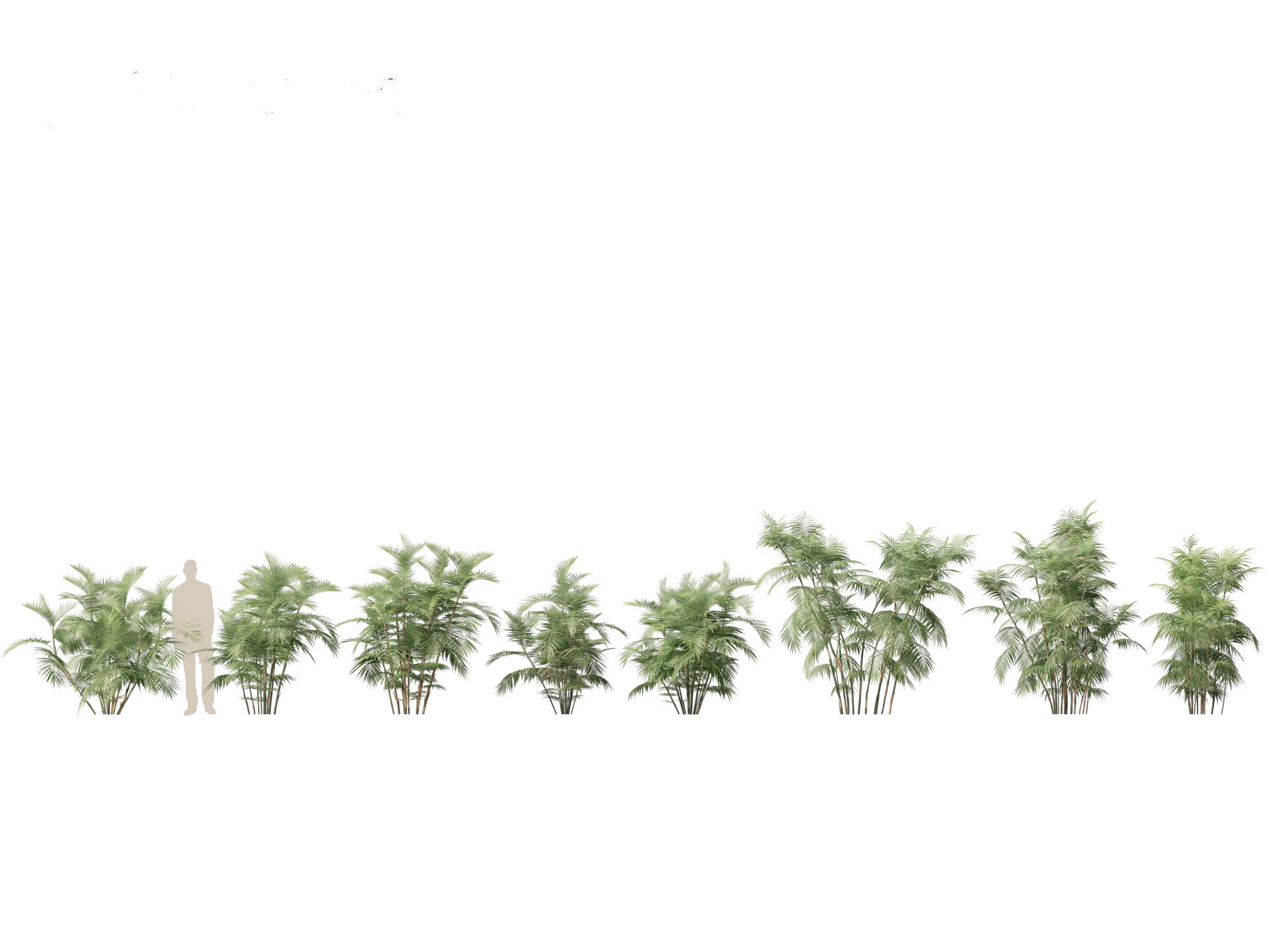 Chamaedorea seifrizii - Bamboo palm 04 3D Model .c4d .max .obj .3ds .fbx .stl .blend