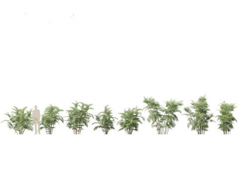 Chamaedorea seifrizii - Bamboo palm 04 3D Model