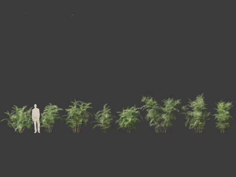 Chamaedorea seifrizii - Bamboo palm 04 3D Model