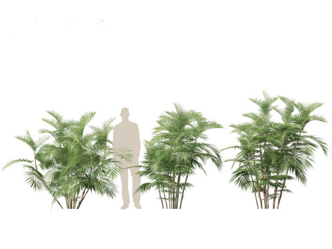 Chamaedorea seifrizii - Bamboo palm 04 3D Модель