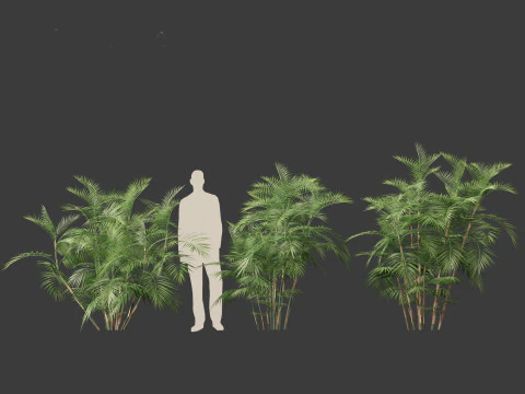 Chamaedorea seifrizii - Bamboo palm 04 3D Model