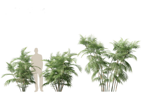 Chamaedorea seifrizii - Bamboo palm 04 3D Модель