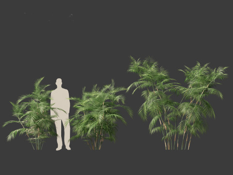 Chamaedorea seifrizii - Bamboo palm 04 3D Модель