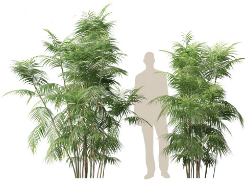 Chamaedorea seifrizii - Bamboo palm 04 3D Модель