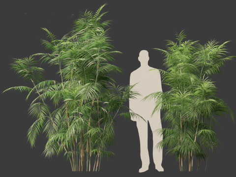 Chamaedorea seifrizii - Bamboo palm 04 3D Модель