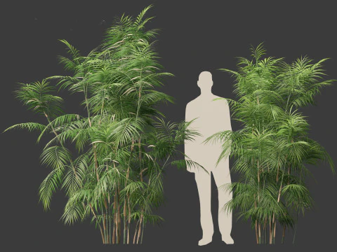 Chamaedorea seifrizii - Bamboo palm 04 3D Model