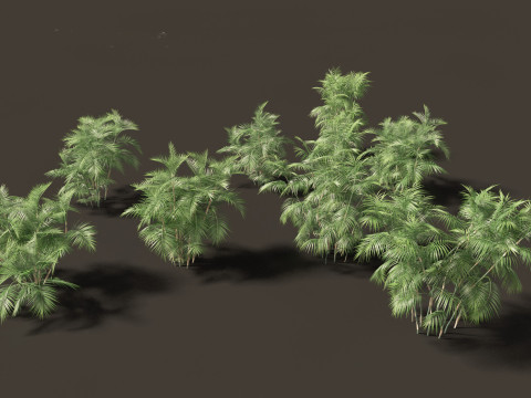 Chamaedorea seifrizii - Bamboo palm 04 3D Модель