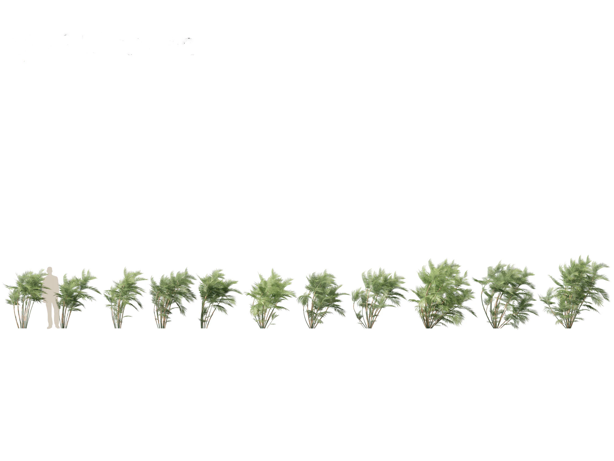 Chamaedorea seifrizii - Palmeira de bambu 03 Modelo 3D .c4d .max .obj .3ds .fbx .stl .blend 