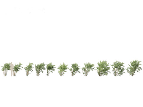 Chamaedorea seifrizii - Bamboo palm 03 3D Model