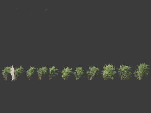 Chamaedorea seifrizii - Bamboo palm 03 Modelo 3D