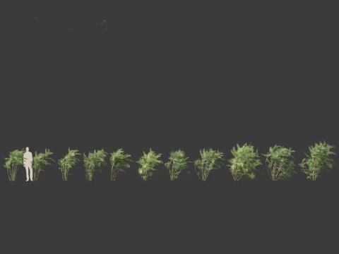 Chamaedorea seifrizii - Palmeira de bambu 03 Modelo 3D