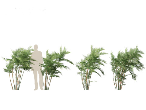 Chamaedorea seifrizii - Bamboo palm 03 Modelo 3D