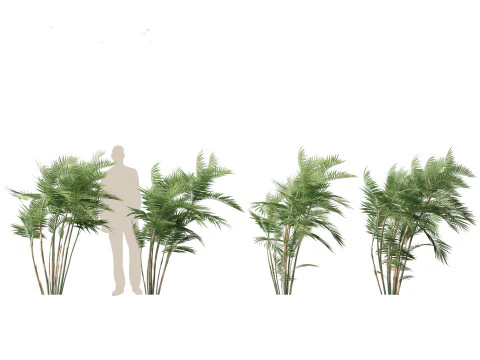 Chamaedorea seifrizii - Palmeira de bambu 03 Modelo 3D