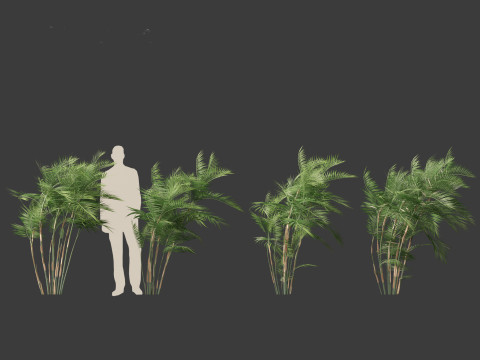 Chamaedorea seifrizii - Bamboo palm 03 Modelo 3D