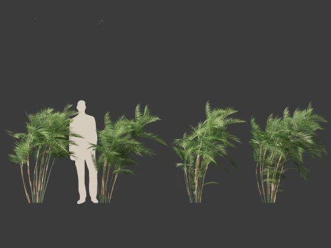 Chamaedorea seifrizii - Palmeira de bambu 03 Modelo 3D