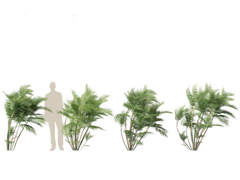 Chamaedorea seifrizii - Bamboo palm 03 Modelo 3D