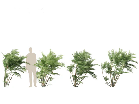 Chamaedorea seifrizii - Palmeira de bambu 03 Modelo 3D
